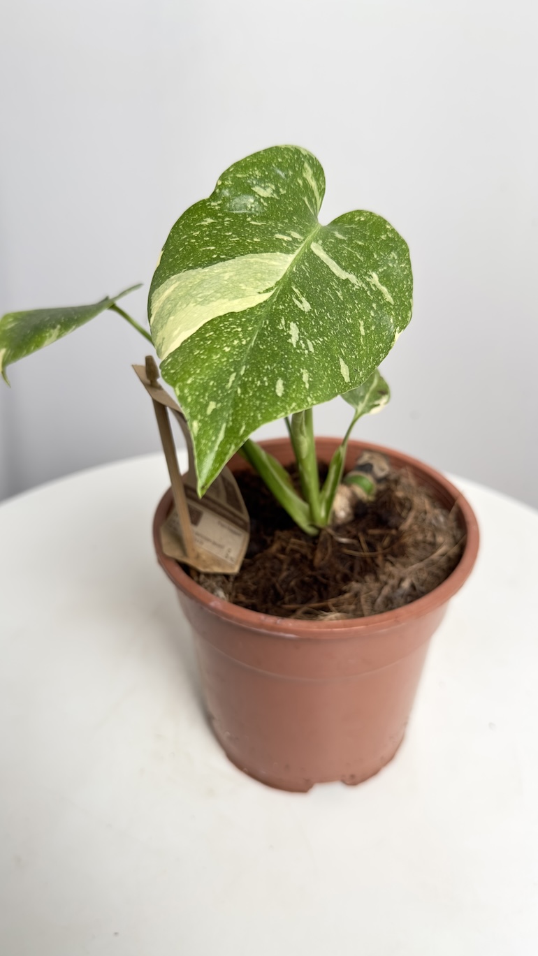 Monstera Thai Constelation