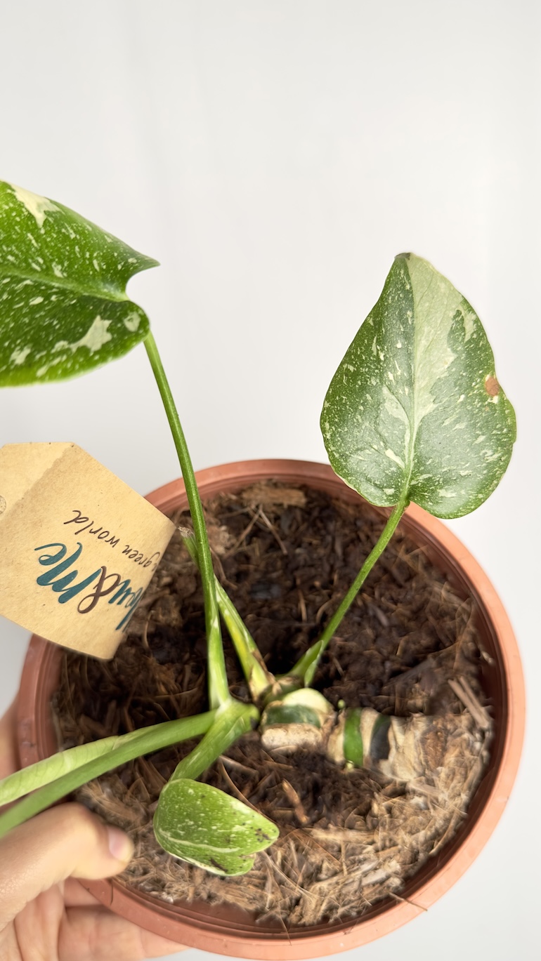 Monstera Thai Constelation