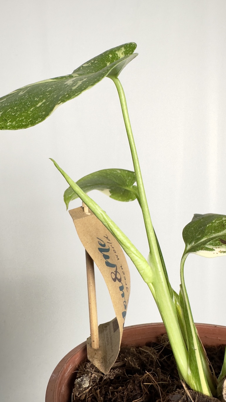 Monstera Thai Constelation