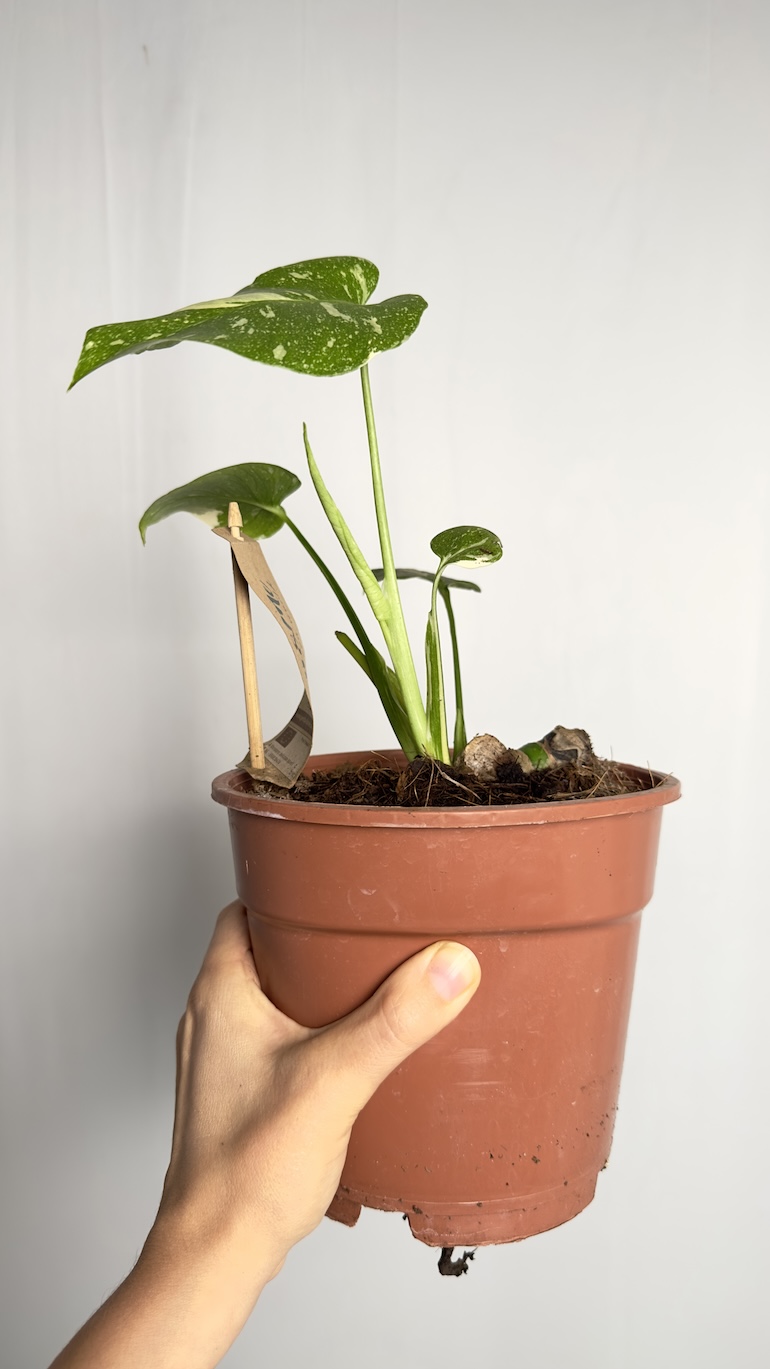 Monstera Thai Constelation