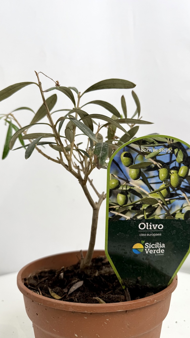 Oliwka Adopcja
