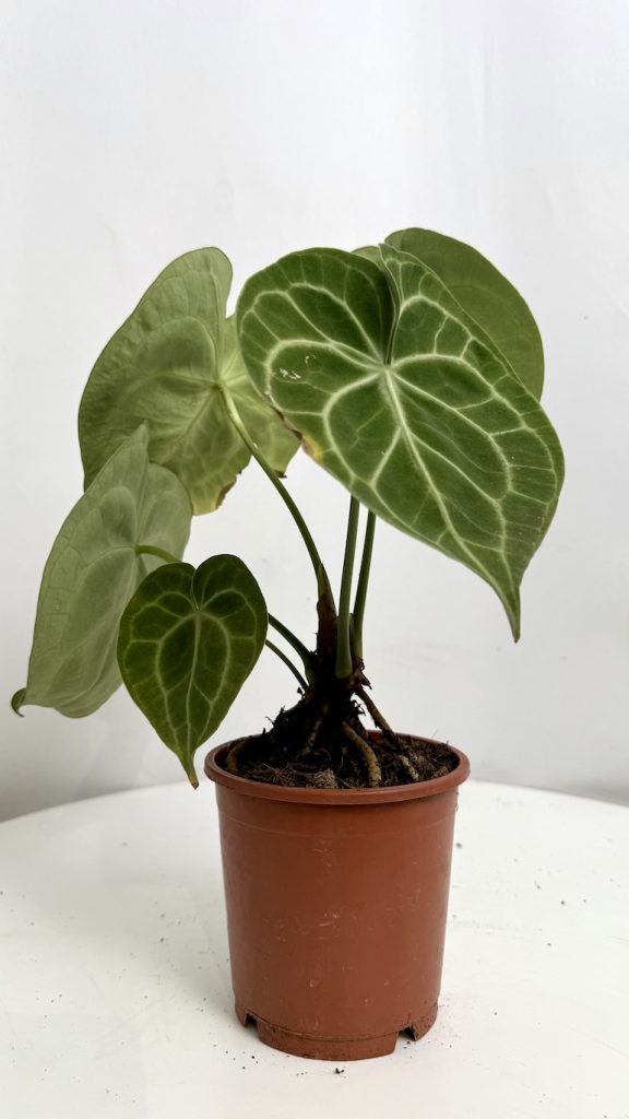 Anthurium Clarinervium Adopcja