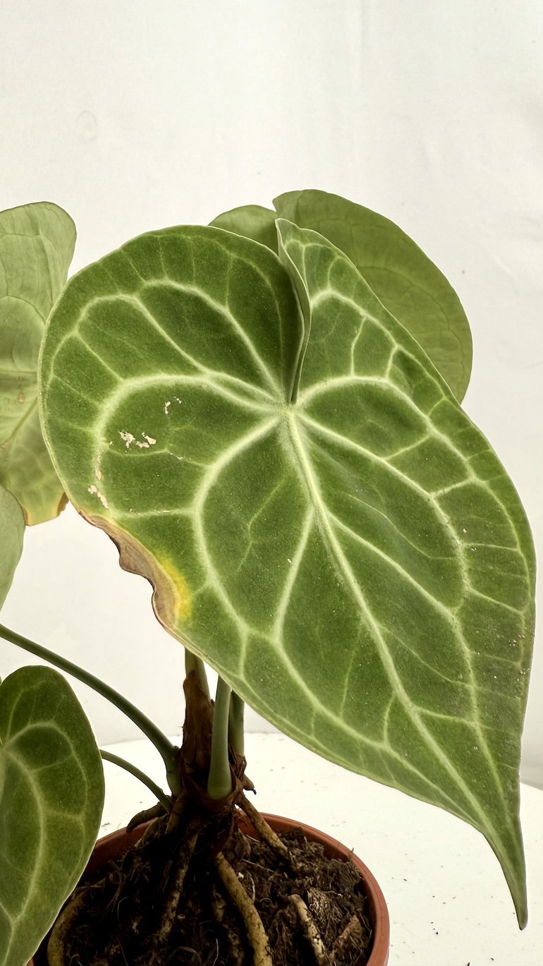 Anthurium Clarinervium Adopcja
