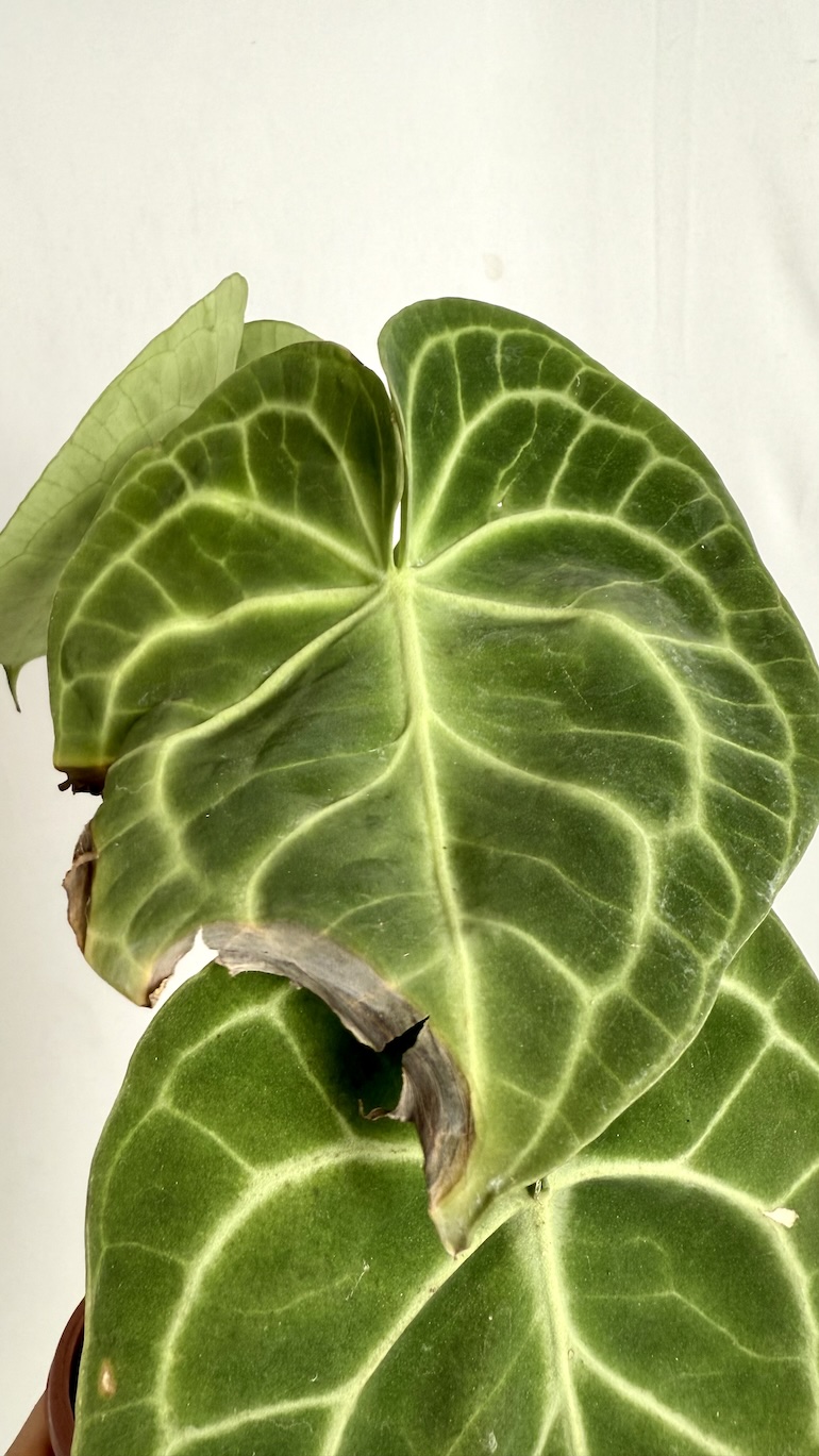 Anthurium Clarinervium Adopcja