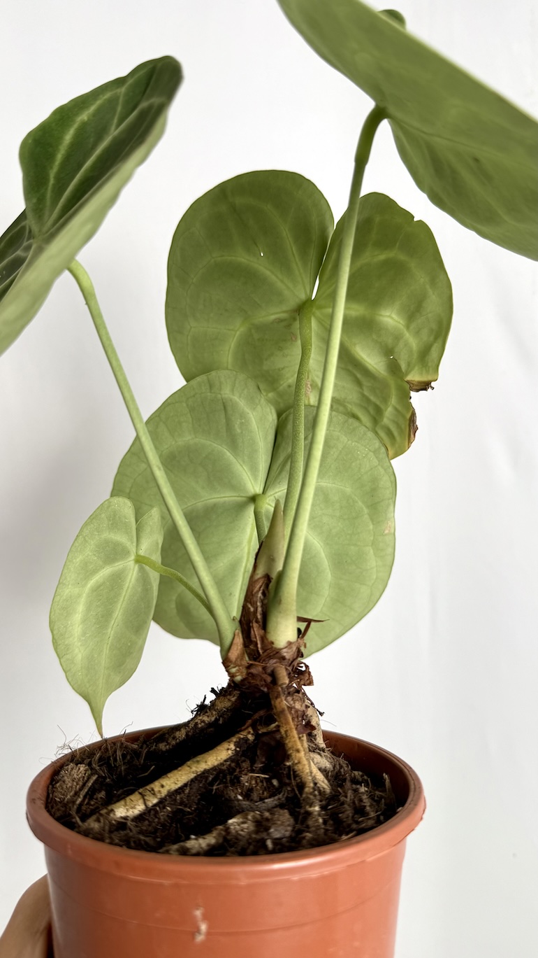 Anthurium Clarinervium Adopcja