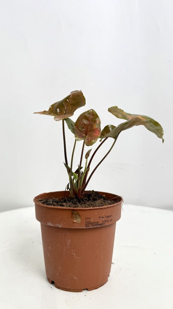 Syngonium Brocante Adopcja