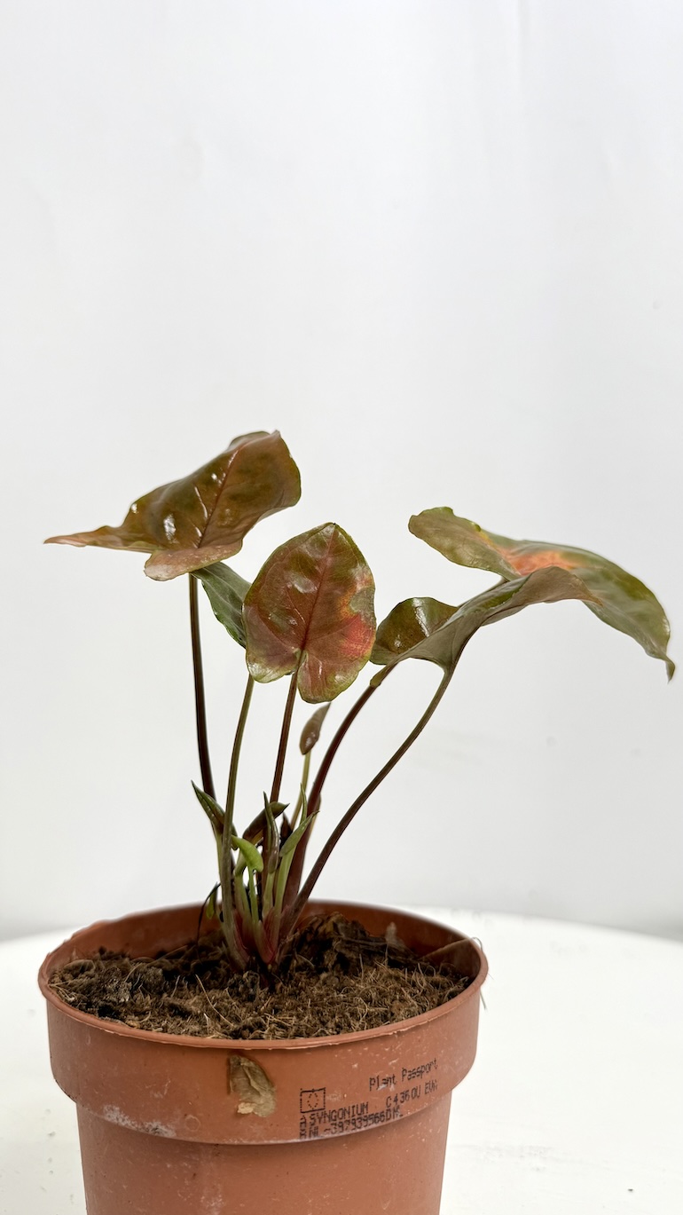 Syngonium Brocante Adopcja
