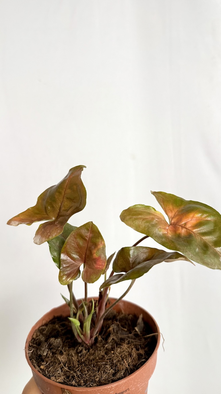 Syngonium Brocante Adopcja