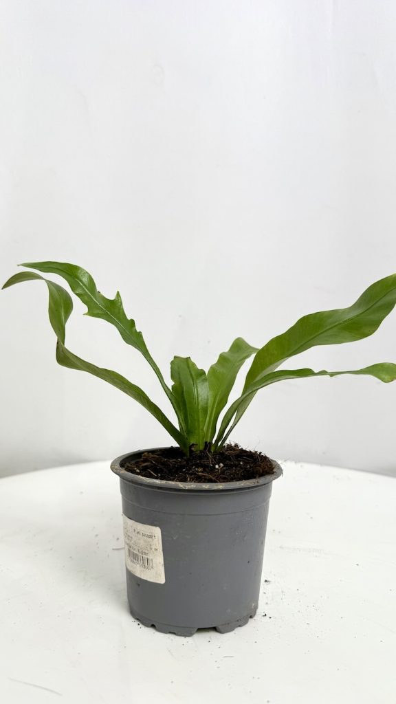 Asplenium antiquum Adopcja