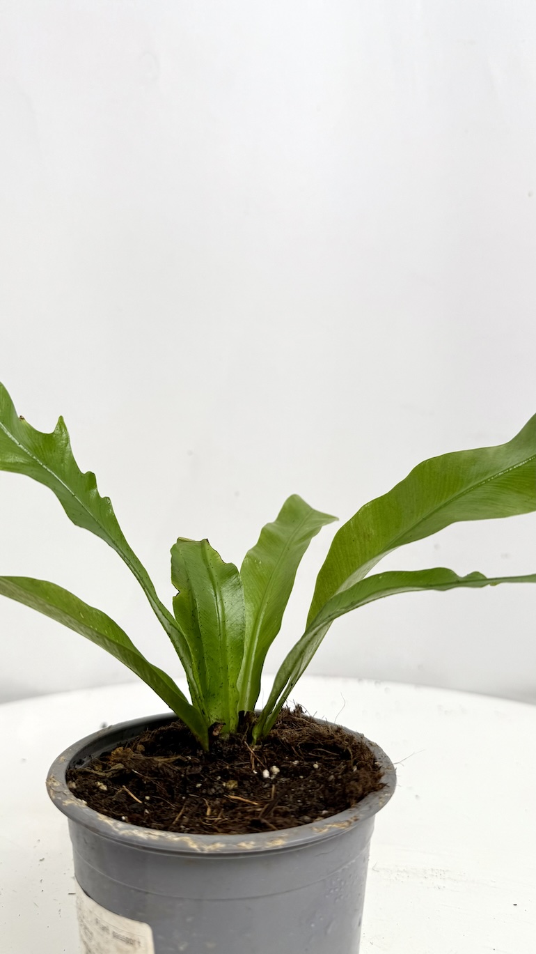 Asplenium antiquum Adopcja