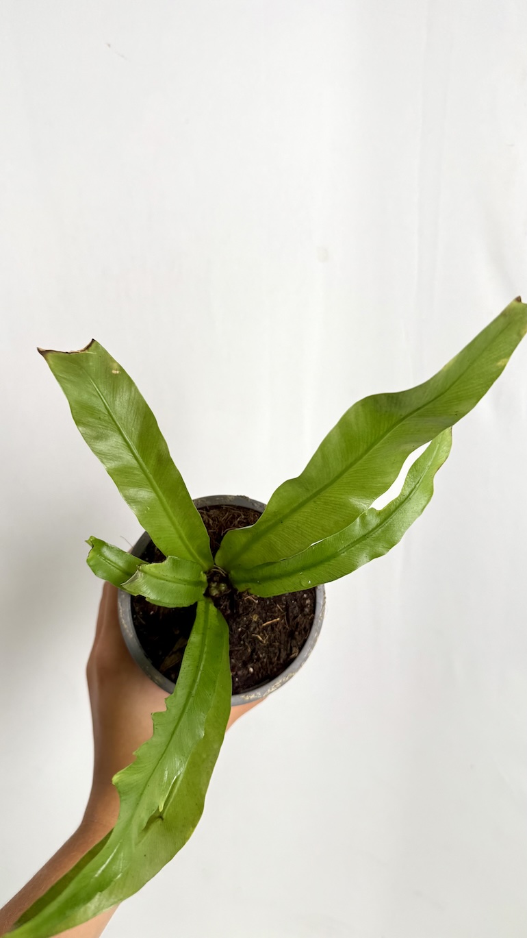 Asplenium antiquum Adopcja