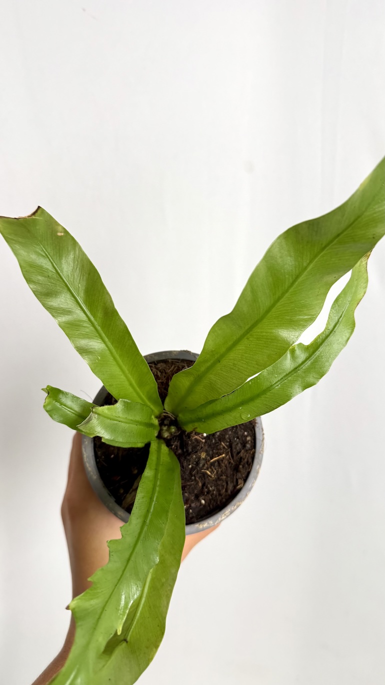 Asplenium antiquum Adopcja