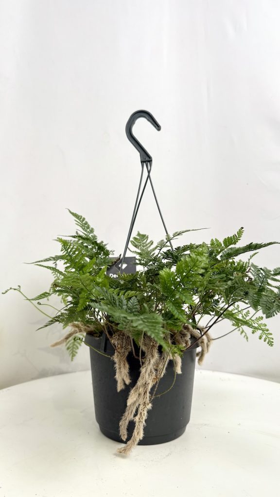 Davallia Humata Tyermannii Adopcja