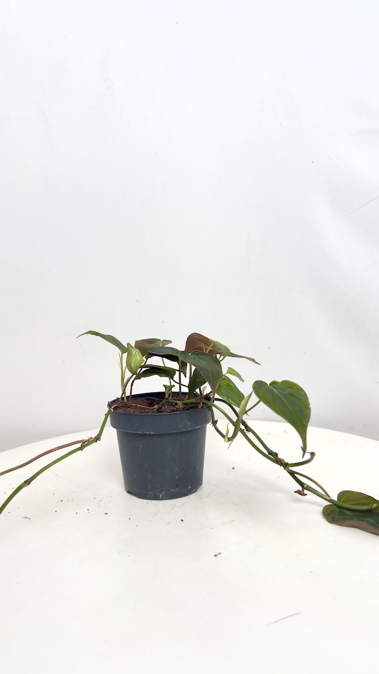 Philodendron Scandens Micans II kategorii