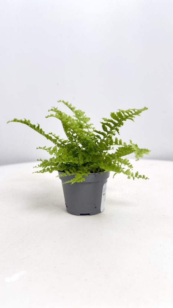 Nephrolepis Exaltata