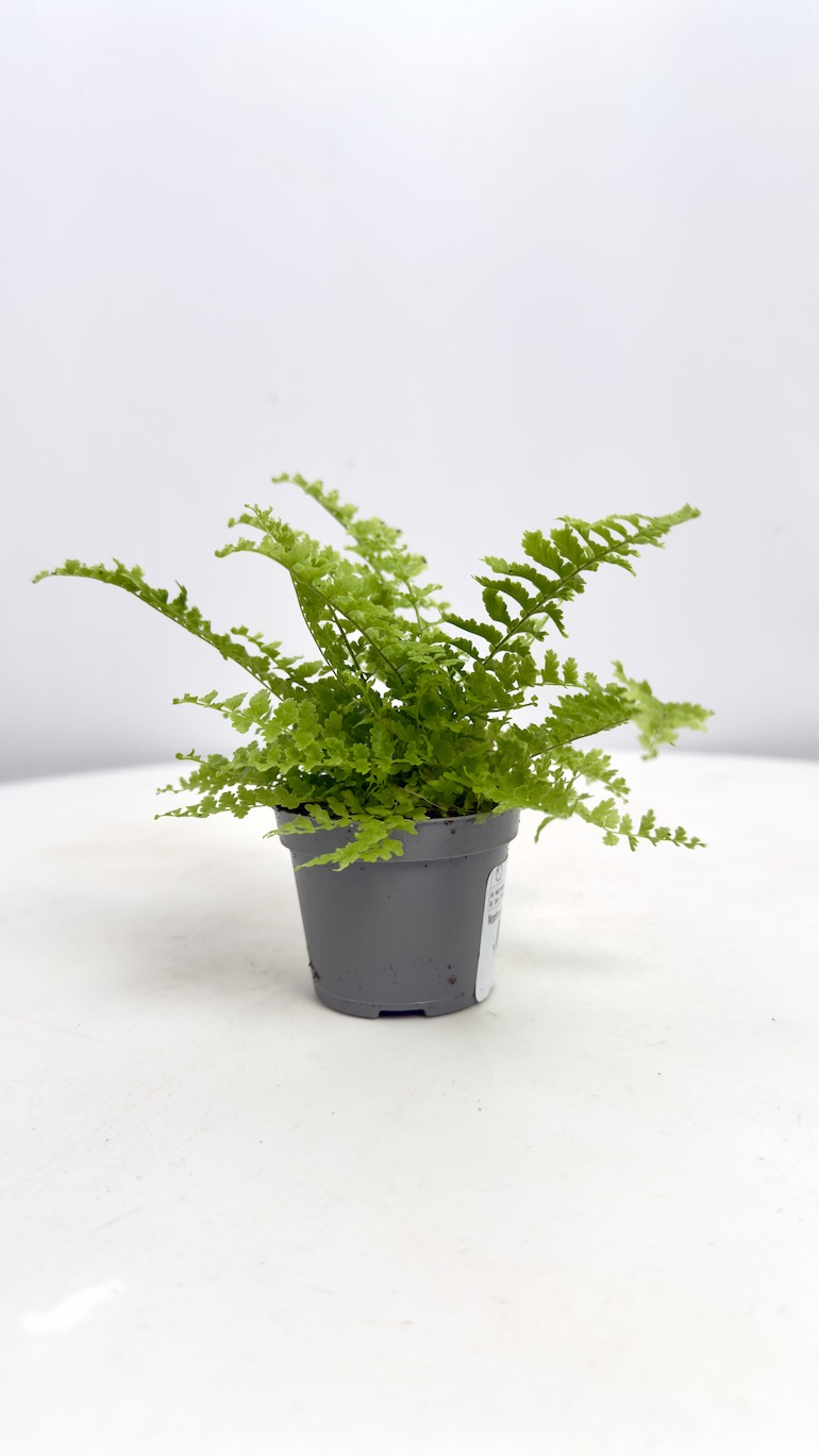 Nephrolepis Exaltata