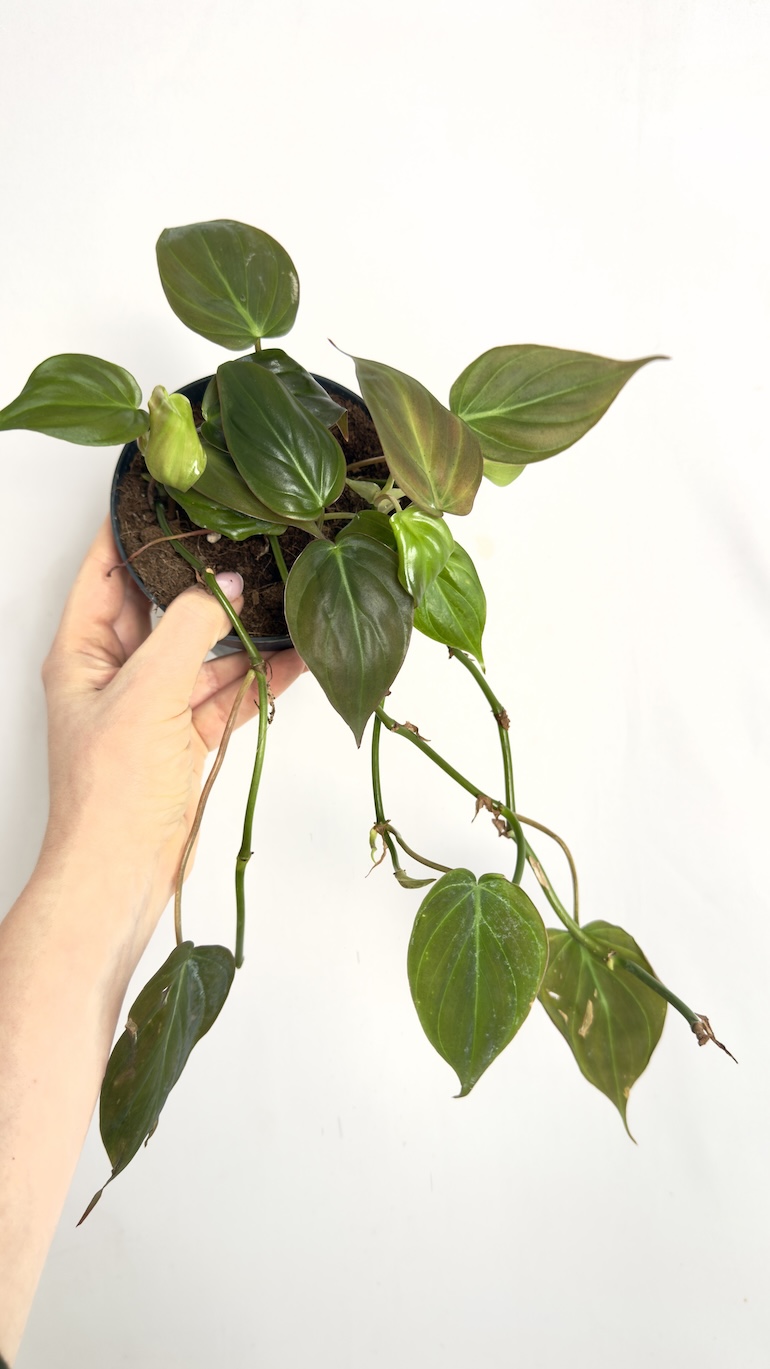 Philodendron Scandens Micans II kategorii