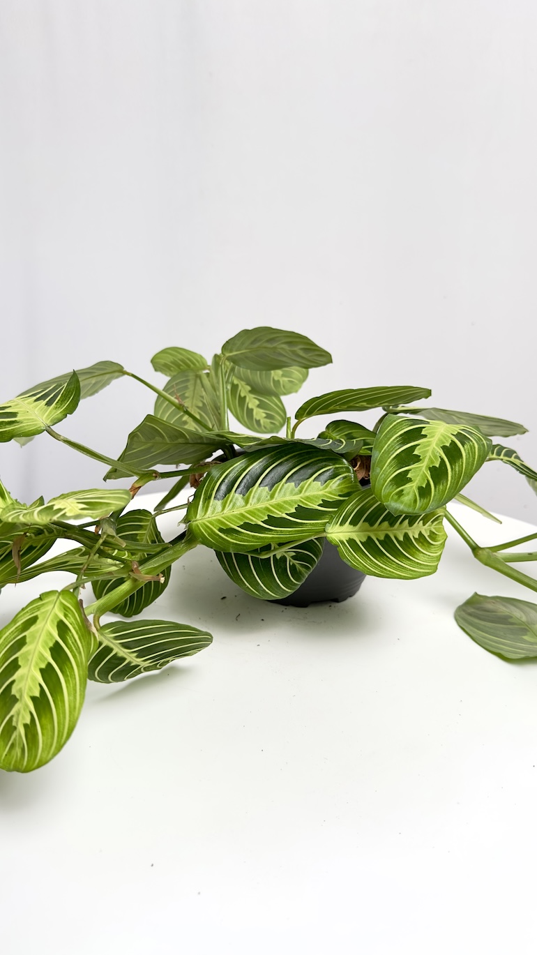 Maranta Lemon lime