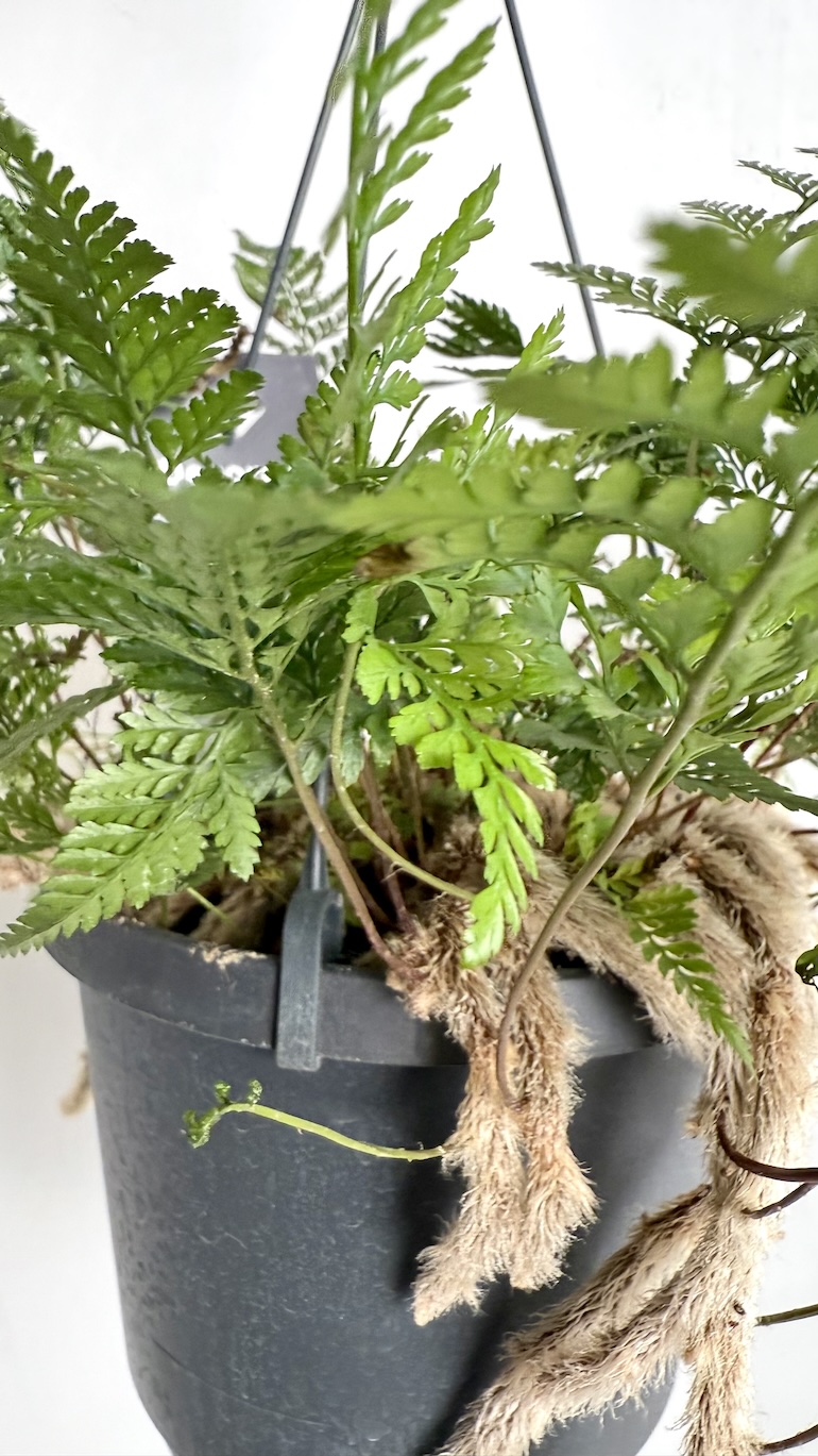 Davallia Humata Tyermannii Adopcja