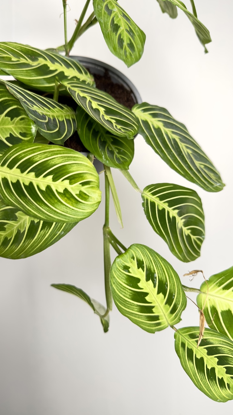 Maranta Lemon lime
