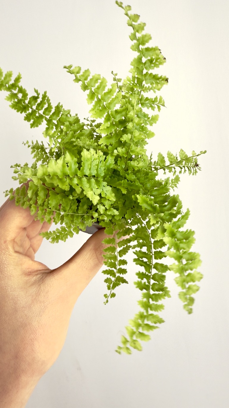 Nephrolepis Exaltata