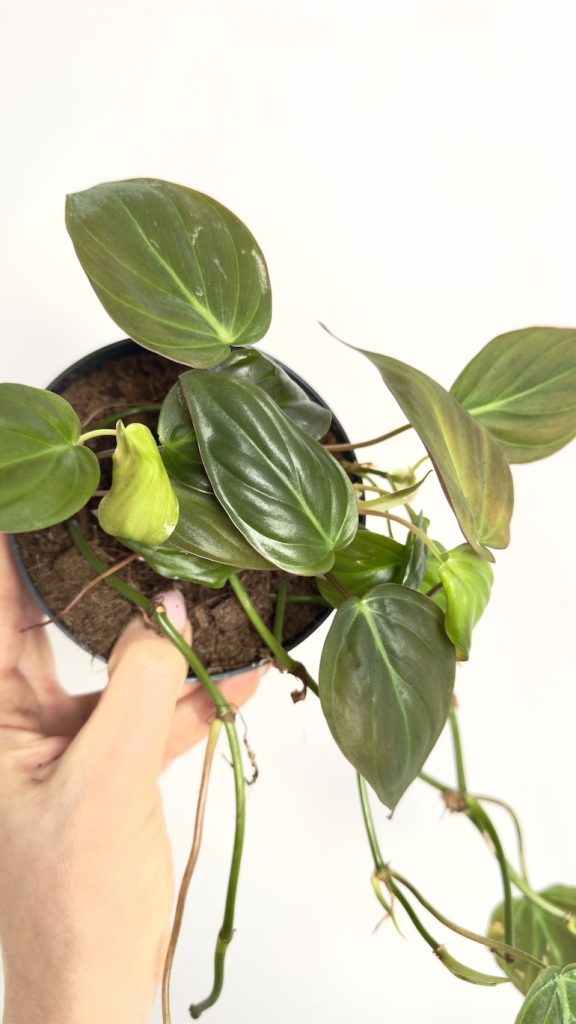 Philodendron Scandens Micans II kategoria w doniczce produkcyjnej z przewieszającymi się pędami i aksamitnymi liśćmi.