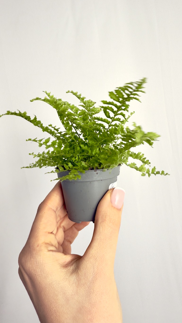 Nephrolepis Exaltata