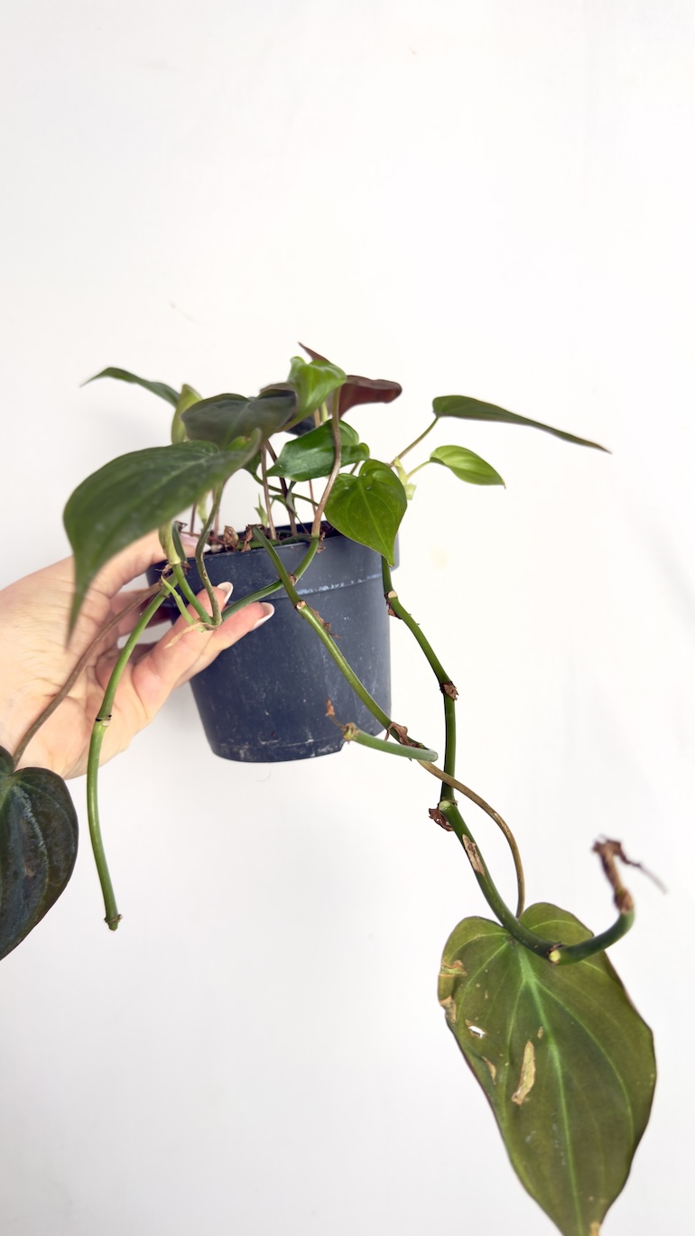 Philodendron Scandens Micans II kategorii