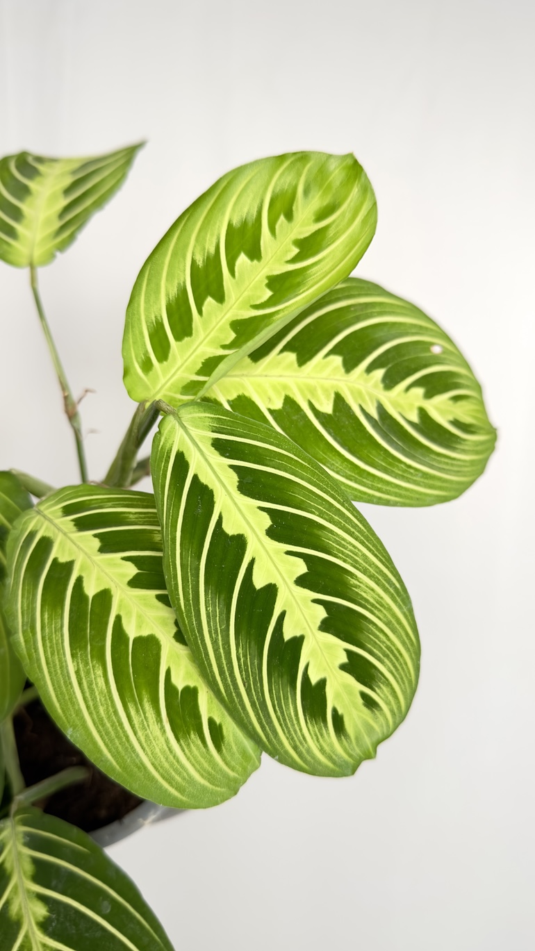 Maranta Lemon lime