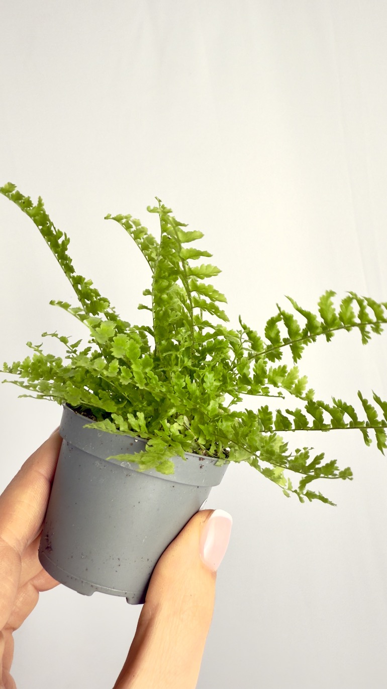 Nephrolepis Exaltata