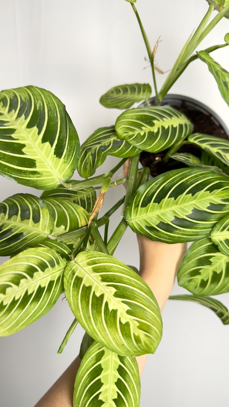 Maranta Lemon lime