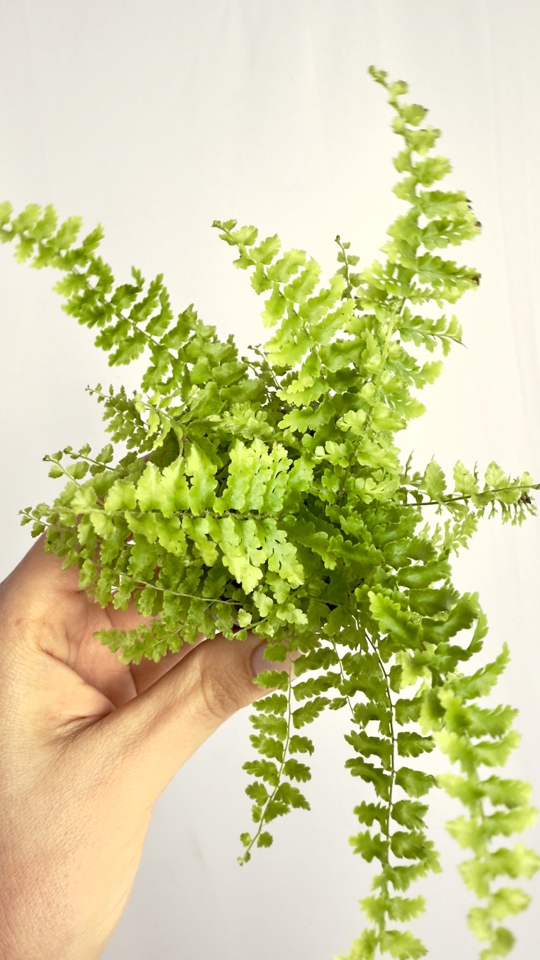 Nephrolepis Exaltata