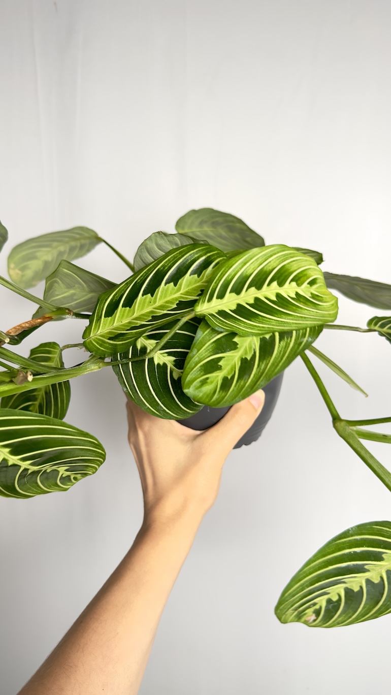 Maranta Lemon lime