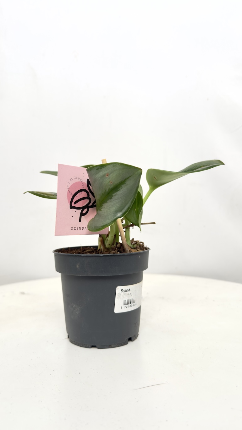 Scindapsus Moonlight (Treubii) II kategorii