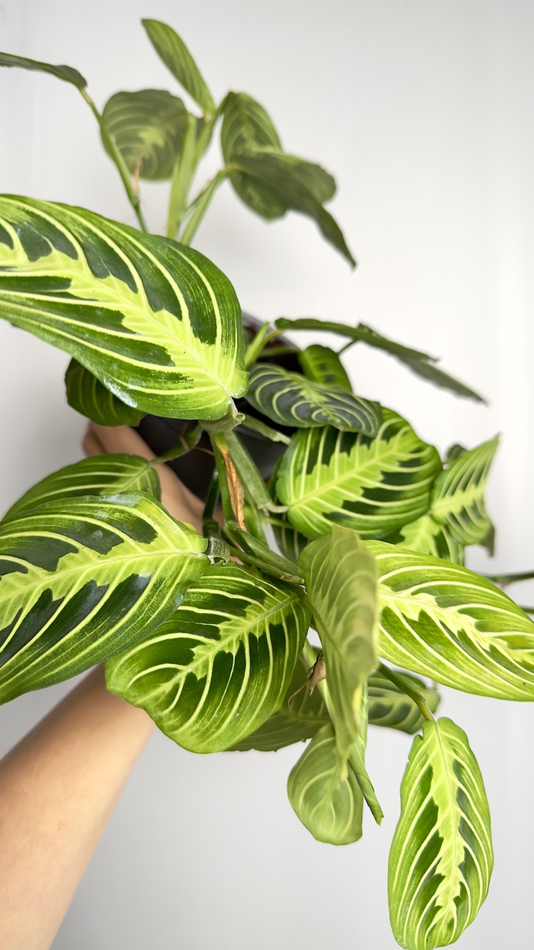 Maranta Lemon lime