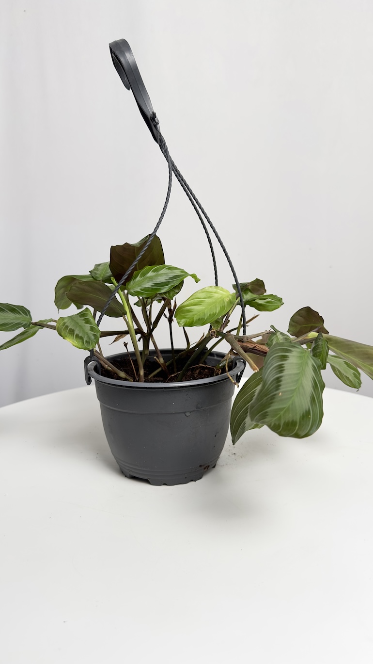 Maranta Silverband I Sadzonka Cięta