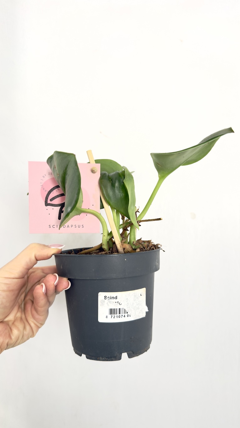 Scindapsus Moonlight (Treubii) II kategorii