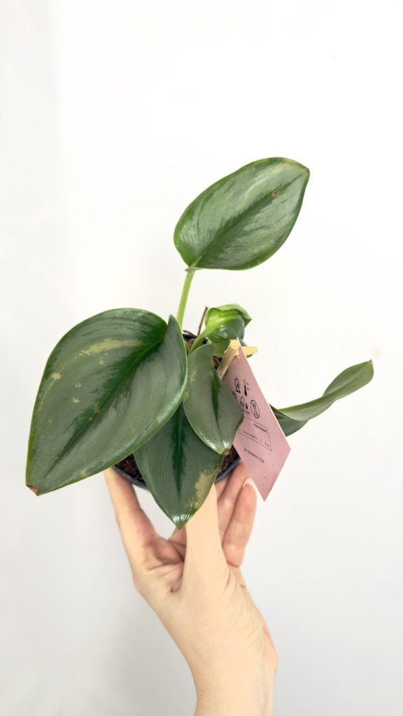 Scindapsus Moonlight Treubii II kategoria w doniczce produkcyjnej z grubymi, srebrzystozielonymi liśćmi.