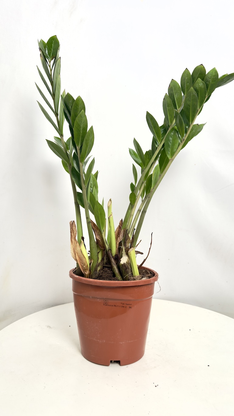 Zamioculcas zamifolia II kategorii