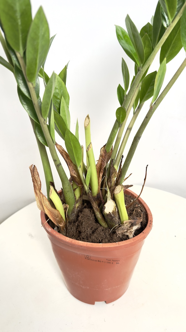 Zamioculcas zamifolia II kategorii