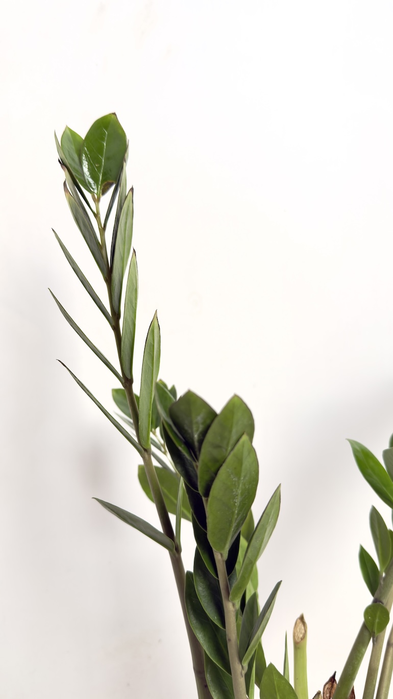 Zamioculcas zamifolia II kategorii