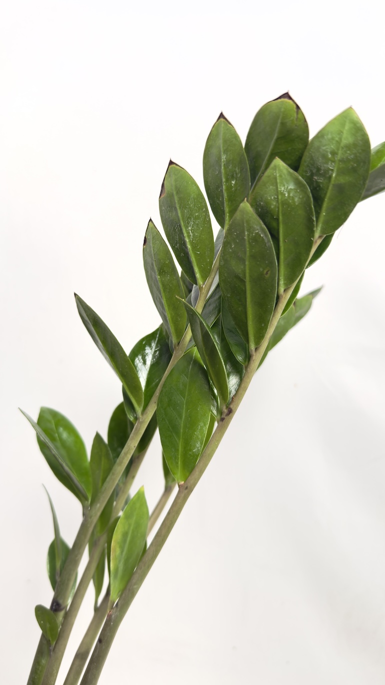 Zamioculcas zamifolia II kategorii