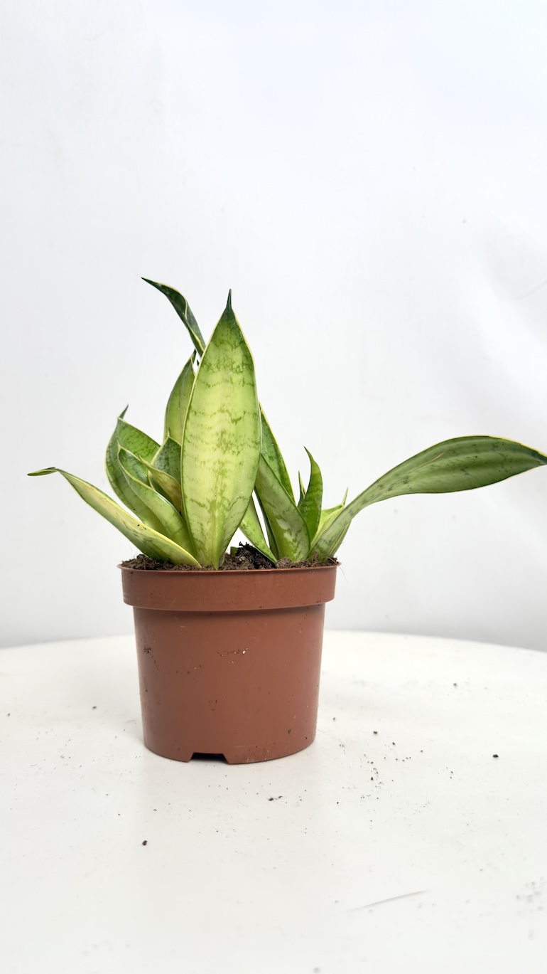 Sansevieria Hahnii Silver II kategorii