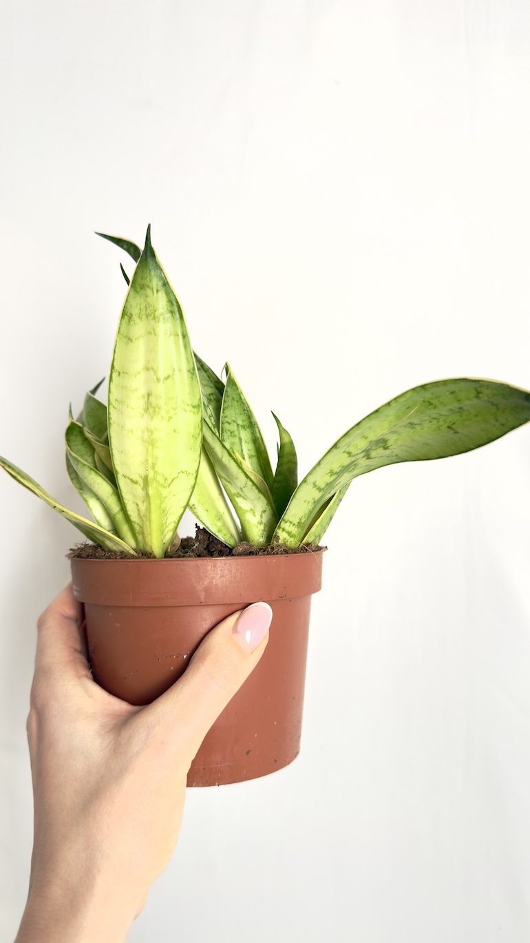 Sansevieria Hahnii Silver II kategorii