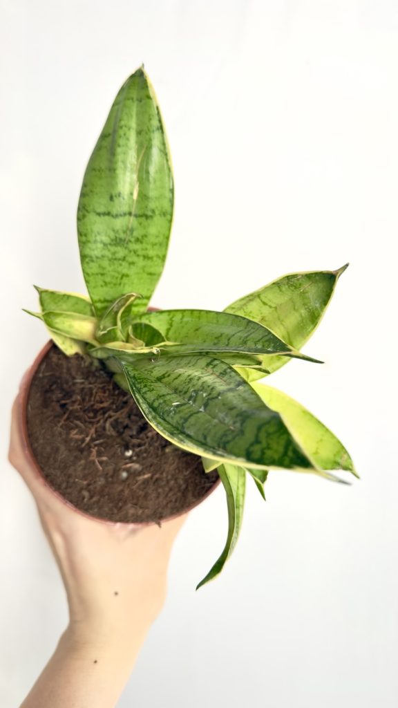 Sansevieria Hahnii Silver II kategoria w doniczce produkcyjnej z rozetą srebrzystozielonych liści.