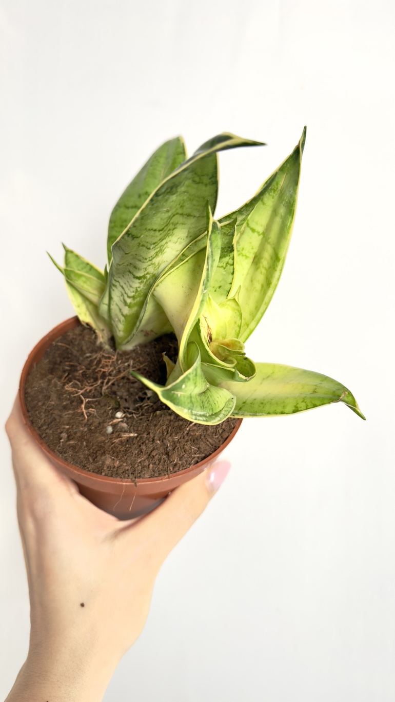 Sansevieria Hahnii Silver II kategorii