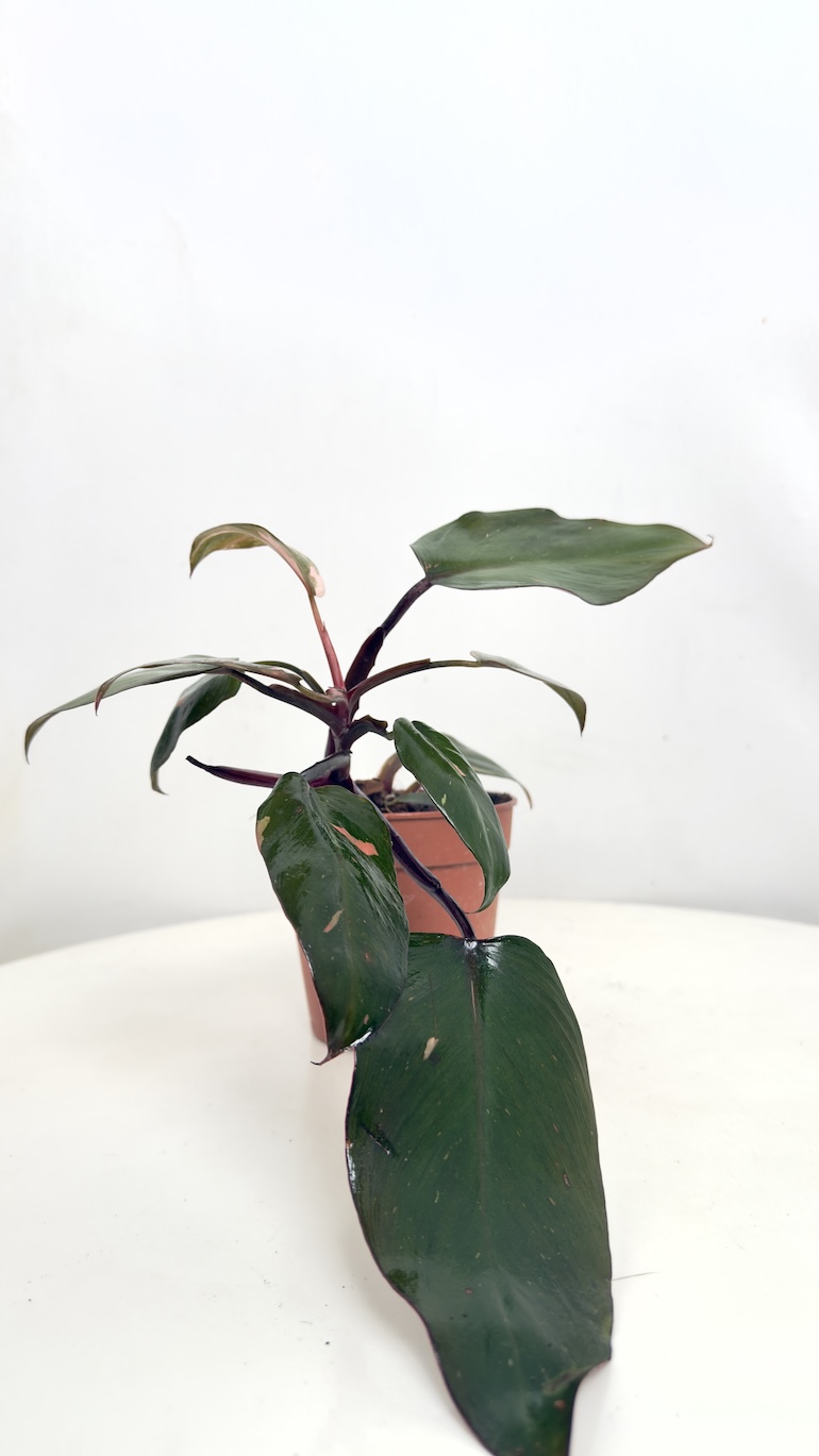 Philodendron Pink Princess II kategorii