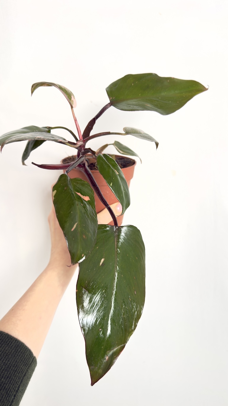Philodendron Pink Princess II kategorii