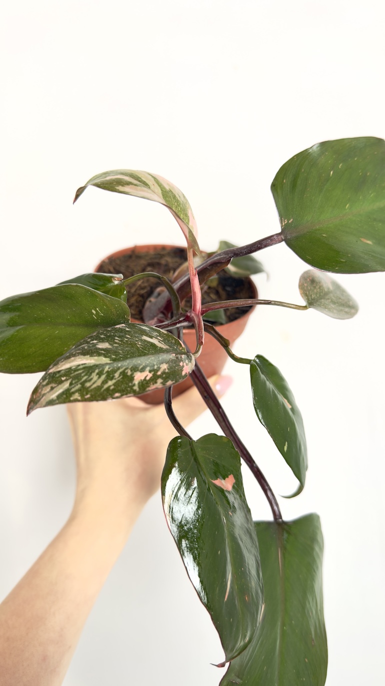 Philodendron Pink Princess II kategorii