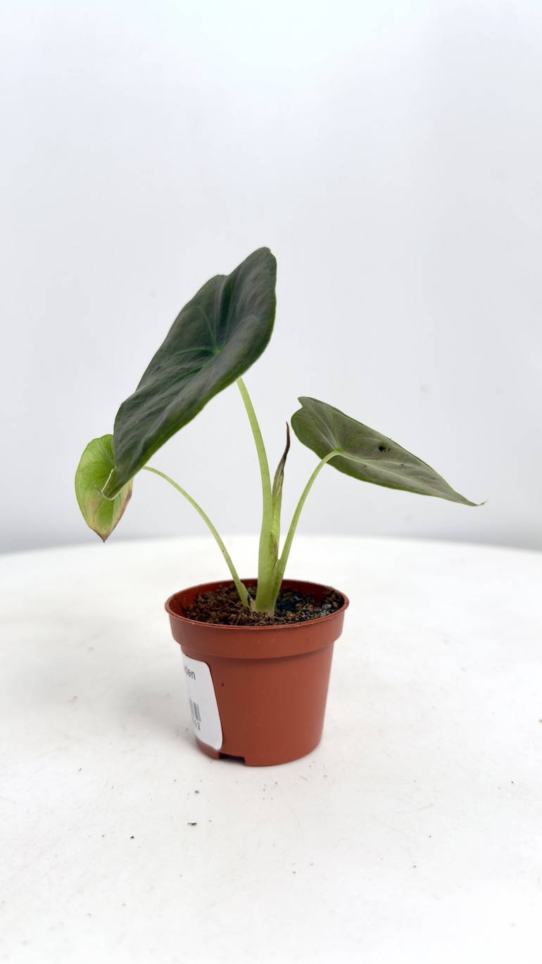 Alocasia Golden Bone